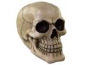 Skull Ivory Plain
