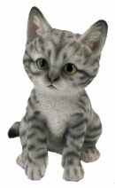 Kitten Grey And White