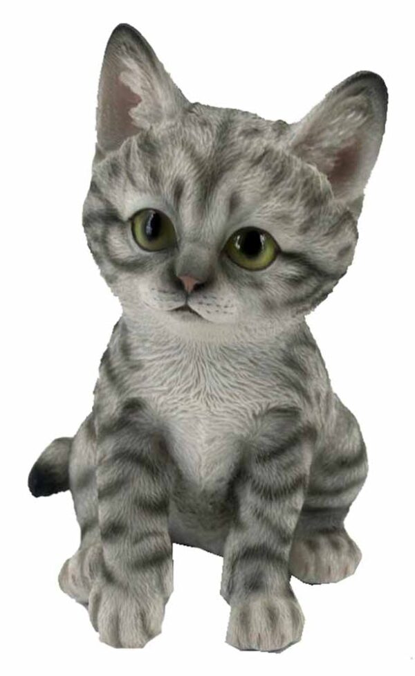 Kitten Grey And White