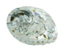 Abalone Shell Rough
