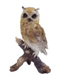 Owl Yellow Sitting On Tree