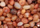 Tumblestone Carnelian A 2-3cm